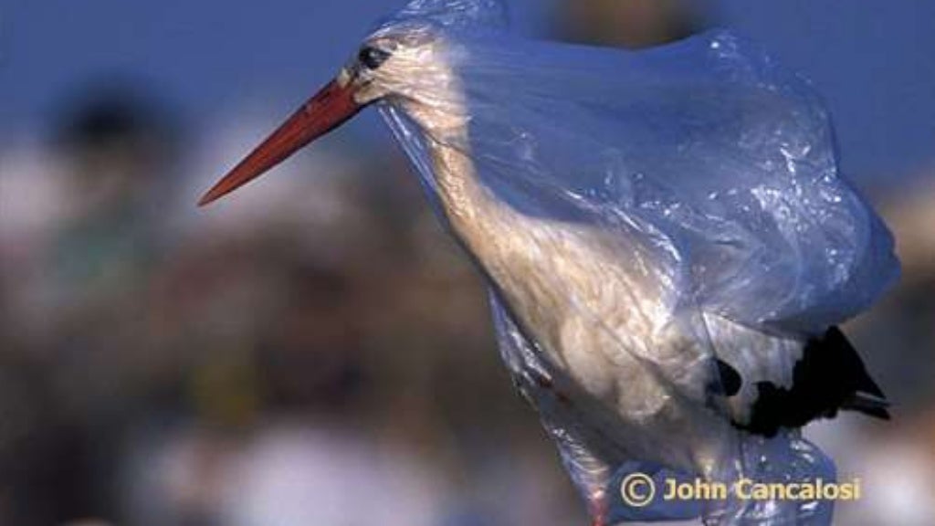 Plastic Bag Pollution The Problem and Solutions