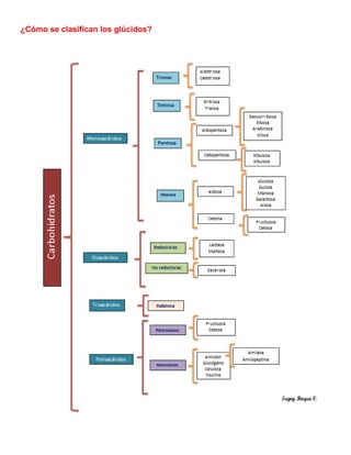 ¿Cómo se clasifican los glúcidos?
 