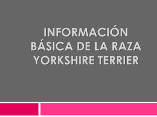 INFORMACIÓN
BÁSICA DE LA RAZA
YORKSHIRE TERRIER
 