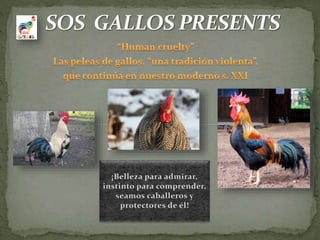 feo condensador Velocidad supersónica Información básica sobre los gallos: pro bienestar y protección de lo…