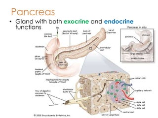 Pancreas
• Gland with both exocrine and endocrine
  functions
 