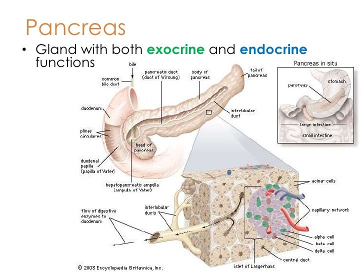 Informacion adicional del pancreas