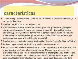 características
 Medidas: llega a medir hasta 12 metros de altura con un tronco robusto de 1,5 a 2
  metros de diámetro.
 Nombre científico: prosopis caldenia burk.
 Usos: la madera es semi pesada, de textura gruesa de gran calidad y con gran
  resistencia al desgaste. El mayor uso es para la confesión de muebles, postes,
  adoquines, parquet, embaces de vino y en la construcción. Actualmente se esta
  trabajando para lograr que la explotación de la madera responda a un manejo
  sustentable que logre una certificación ambiental.
 Nombre vulgar: calden.Los mapuches le decían "huichru" cuya fonética es "huitru".
 Espinas: Llegan a medir de 4 a 7 cm, y son bastantes punzantes.
 Fruto: la chaucha es el fruto del calden es .Es una legumbre que mide entre 10 y 15
  cm de longitud por 5 a 8 milimetros de espesor.Madura entre los meses de
  Diciembre y Enero y adopta a un color amarillento-anaranjado.En su interior tiene
  semillas (hasta 40 por chaucha) de un sabor dulzón.Alimento para el ganado, el
  paso por el tacto intestinal del animal es clave para lograr la germinacion de la
 