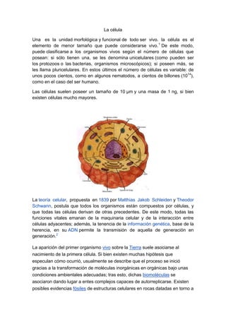 La célula

Una es la unidad morfológica y funcional de todo ser vivo. la célula es el
elemento de menor tamaño que puede considerarse vivo. 1 De este modo,
puede clasificarse a los organismos vivos según el número de células que
posean: si sólo tienen una, se les denomina unicelulares (como pueden ser
los protozoos o las bacterias, organismos microscópicos); si poseen más, se
les llama pluricelulares. En estos últimos el número de células es variable: de
unos pocos cientos, como en algunos nematodos, a cientos de billones (1014),
como en el caso del ser humano.

Las células suelen poseer un tamaño de 10 µm y una masa de 1 ng, si bien
existen células mucho mayores.




La teoría celular, propuesta en 1839 por Matthias Jakob Schleiden y Theodor
Schwann, postula que todos los organismos están compuestos por células, y
que todas las células derivan de otras precedentes. De este modo, todas las
funciones vitales emanan de la maquinaria celular y de la interacción entre
células adyacentes; además, la tenencia de la información genética, base de la
herencia, en su ADN permite la transmisión de aquella de generación en
generación.2

La aparición del primer organismo vivo sobre la Tierra suele asociarse al
nacimiento de la primera célula. Si bien existen muchas hipótesis que
especulan cómo ocurrió, usualmente se describe que el proceso se inició
gracias a la transformación de moléculas inorgánicas en orgánicas bajo unas
condiciones ambientales adecuadas; tras esto, dichas biomoléculas se
asociaron dando lugar a entes complejos capaces de autorreplicarse. Existen
posibles evidencias fósiles de estructuras celulares en rocas datadas en torno a
 