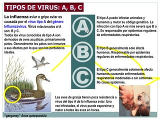 El tipo A puede infectar animales y humanos y mutar su código genético. La infección con tipo A es más severa que B o C. Es responsable por epidemias regulares de enfermedades respiratorias. “ garganey”   Anas querquedula   Las aves de granja tienen poca resistencia a virus del tipo A de la influenza aviar. Una vez infectadas, el virus puede esparcirse y matar a todas las aves en horas.  El tipo C generalmente solamente afecta humanos causando enfermedades respiratorias moderadas o sin síntomas.  No causa epidemias. TIPOS DE VIRUS: A, B, C El tipo B generalmente solo afecta humanos. Responsable por epidemias regulares de enfermedades respiratorias. La influenza   aviar o gripe aviar  es causada por  el  virus  tipo  A  del  género Influenzavirus.   V irus  relacionados  al A son : B  y  C. Todos los virus conocidos de tipo A son derivados de aves acuáticas, primariamente patos. Generalmente los patos son inmunes a sus efectos por lo que son los portadores ideales. 