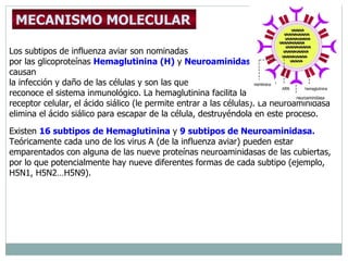 Los subtipos de influenza aviar son nominadas por las glicoproteínas  Hemaglutinina (H)  y  Neuroaminidasa (N).  Esas proteínas causan  la infección y daño de las células y son las que  reconoce el sistema inmunológico. La hemaglutinina facilita la unión del virus a su receptor celular, el ácido siálico (le permite entrar a las células). La neuroaminidasa elimina el ácido siálico para escapar de la célula, destruyéndola en este proceso.  Existen  16 subtipos   de Hemaglutinina  y  9 subtipos de Neuroaminidasa.   Teóricamente cada uno de los virus A (de la influenza aviar) pueden estar emparentados con alguna de las nueve proteínas neuroaminidasas de las cubiertas, por lo que potencialmente hay nueve diferentes formas de cada subtipo (ejemplo, H5N1, H5N2…H5N9).  MECANISMO MOLECULAR   membrana hemaglutinina neuroaminidasa ARN 