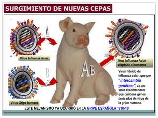 SURGIMIENTO DE NUEVAS CEPAS Virus híbrido de influenza aviar, que por  “ intercambio genético”,   es un virus recombinante que contiene genes derivados de virus de la gripe humana. ESTE MECANISMO YA OCURRIÓ EN LA  GRIPE ESPAÑOLA 1918-19 Virus Influenza Aviar Virus Gripe humana Virus Influenza Aviar adaptado a humanos Virus Influenza Aviar Virus Gripe Humana  Virus de la Influenza Aviar adaptado a los humanos A B A B 