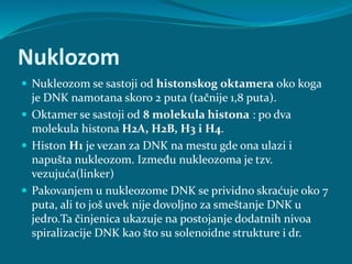 Nuklozom
 Nukleozom se sastoji od histonskog oktamera oko koga
je DNK namotana skoro 2 puta (tačnije 1,8 puta).
 Oktamer se sastoji od 8 molekula histona : po dva
molekula histona H2A, H2B, H3 i H4.
 Histon H1 je vezan za DNK na mestu gde ona ulazi i
napušta nukleozom. Između nukleozoma je tzv.
vezujuća(linker)
 Pakovanjem u nukleozome DNK se prividno skraćuje oko 7
puta, ali to još uvek nije dovoljno za smeštanje DNK u
jedro.Ta činjenica ukazuje na postojanje dodatnih nivoa
spiralizacije DNK kao što su solenoidne strukture i dr.
 