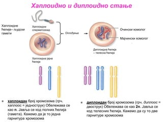 диплоидан број хромозома (грч. диплоос =
двострук) Обележава се као 2n. Јавља се
код телесних ћелија. Кажемо да су то две
гарнитуре хромозома
 хаплоидан број хромозома (грч.
хаплоос = једнострук) Обележава се
као n. Јавља се код полних ћелија
(гамета). Кажемо да је то једна
гарнитура хромозома
Хаплоидне
ћелије– људски
гамети
Хаплоидно и диплоидно стање
Диплоидна ћелија
– телесна ћелија
Хаплоидни
сперматозоид
Хаплоидна јајна
ћелија
Оплођење
Очински хомолог
Мајчински хомолог
 