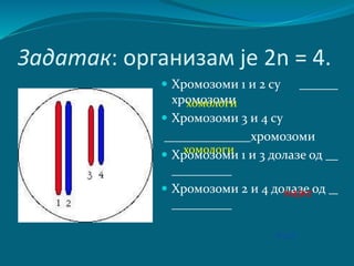 Задатак: организам је 2n = 4.
 Хромозоми 1 и 2 су
хромозоми
 Хромозоми 3 и 4 су
хромозоми
 Хромозоми 1 и 3 долазе од
 Хромозоми 2 и 4 долазе одмајке
оца
хомологи
хомологи
 