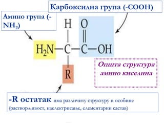 Општа структура
амино киселина
Амино група (-
NH2)
Карбоксилна група (-COOH)
-R остатак има различиту структуру и особине
(растворљивост, наелектрисање, елементарни састав)
 