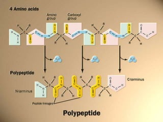 Informacioni molekuli