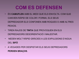 COM ES DEFENSEN
• ÉS CAMUFLEN AMB EL MEDI QUE ELS ENVOLTA. COM QUE
CANVIEN RÀPID DE COLOR I FORMA, ELS SEUS
DEPREDADOR ELS CONFONEN AMB ROQUES O AMB ALTRES
PEIXOS.
• TIREN RAJOS DE TINTA QUE PROVOQUEN EN ELS
DEPREDADORS DESORIENTACIÓ I MALESTAR.
• NEDEN MOLT RÀPID GRÀCIES A LES EXPULSIONS D’AIGUA
DEL SIFÓ
• A VEGADES PER DESPISTAR ELS SEUS DEPREDADORS
PERDEN BRAÇOS.
 