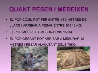 QUANT PESEN I MEDEIXEN
• EL POP COMÚ POT FER ENTRE 1 I 3 METRES DE
LLARG I ARRIBAR A PESAR ENTRE 10 I 12 KG.
• EL POP MÉS PETIT MESURA UNS 15CM.
• EL POP GEGANT POT ARRIBAR A MESURAR 12
METRES I PESAR ALVOLTANT DELS 70KG.
 