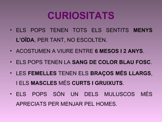 CURIOSITATS
• ELS POPS TENEN TOTS ELS SENTITS MENYS
L’OÏDA, PER TANT, NO ESCOLTEN.
• ACOSTUMEN A VIURE ENTRE 6 MESOS I 2 ANYS.
• ELS POPS TENEN LA SANG DE COLOR BLAU FOSC.
• LES FEMELLES TENEN ELS BRAÇOS MÉS LLARGS,
I ELS MASCLES MÉS CURTS I GRUIXUTS.
• ELS POPS SÓN UN DELS MULUSCOS MÉS
APRECIATS PER MENJAR PEL HOMES.
 