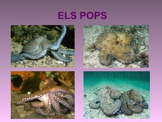 ELS POPS
 