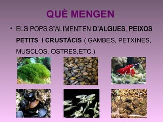 QUÈ MENGEN
• ELS POPS S’ALIMENTEN D’ALGUES, PEIXOS
PETITS I CRUSTÀCIS ( GAMBES, PETXINES,
MUSCLOS, OSTRES,ETC.)
 