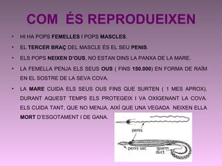 COM ÉS REPRODUEIXEN
• HI HA POPS FEMELLES I POPS MASCLES.
• EL TERCER BRAÇ DEL MASCLE ÉS EL SEU PENIS.
• ELS POPS NEIXEN D’OUS, NO ESTAN DINS LA PANXA DE LA MARE.
• LA FEMELLA PENJA ELS SEUS OUS ( FINS 150.000) EN FORMA DE RAÏM
EN EL SOSTRE DE LA SEVA COVA.
• LA MARE CUIDA ELS SEUS OUS FINS QUE SURTEN ( 1 MES APROX).
DURANT AQUEST TEMPS ELS PROTEGEIX I VA OXIGENANT LA COVA.
ELS CUIDA TANT, QUE NO MENJA, AIXÍ QUE UNA VEGADA NEIXEN ELLA
MORT D’ESGOTAMENT I DE GANA.
 