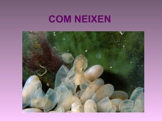 COM NEIXEN
 