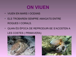 ON VIUEN
• VIUEN EN MARS I OCEANS
• ELS TROBAREM SEMPRE AMAGATS ENTRE
ROQUES I CORALS.
• QUAN ÉS ÈPOCA DE REPRODUIR-SE S’ACOSTEN A
LES COSTES ( PRIMAVERA)
 