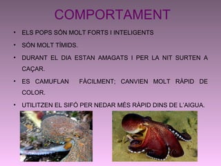 COMPORTAMENT
• ELS POPS SÓN MOLT FORTS I INTELIGENTS
• SÓN MOLT TÍMIDS.
• DURANT EL DIA ESTAN AMAGATS I PER LA NIT SURTEN A
CAÇAR.
• ES CAMUFLAN FÀCILMENT; CANVIEN MOLT RÀPID DE
COLOR.
• UTILITZEN EL SIFÓ PER NEDAR MÉS RÀPID DINS DE L’AIGUA.
 