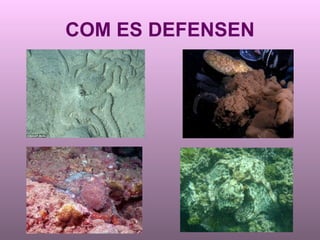 COM ES DEFENSEN 