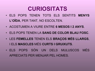CURIOSITATS ELS POPS TENEN TOTS ELS SENTITS  MENYS L’OÏDA , PER TANT, NO ESCOLTEN. ACOSTUMEN A VIURE ENTRE  6 MESOS I 2 ANYS . ELS POPS TENEN LA  SANG DE COLOR BLAU FOSC . LES  FEMELLES  TENEN ELS  BRAÇOS MÉS LLARGS , I ELS  MASCLES  MÉS  CURTS I GRUIXUTS . ELS POPS SÓN UN DELS MULUSCOS MÉS APRECIATS PER MENJAR PEL HOMES. 