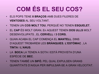 COM ÉS EL SEU COS? ELS POPS TENE  8 BRAÇOS  AMB DUES FILERES DE  VENTOSES  AL SEU VOLTANT. TENEN UN  COS MOLT TOU , PERQUÉ NO TENEN  ESQUELET . EL  CAP  ÉS MOLT GRAN. En AQUEST TENEN  DOS ULLS  MOLT DESENVOLUPATS , EL  CERVELL  I  3 CORS. QUAN ACABA EL CAP COMENÇA EL  MANTELL . DINS D’AQUEST TROBAREM LES  BRÀNQUIES ,  L’ESTÒMAC  , LA  TINTA  I  L’ANUS . LA  BOCA  LA TENEN A SOTA I ESTÀ PROVISTA D’UNA ESPÈCIE DE  BEC . TENEN TAMBÉ UN  SIFÓ , PEL QUAL EXPULSEN GRANS QUANTITATS D’AIGUA PER IMPULSAR-SE A GRAN VELOCITAT.  