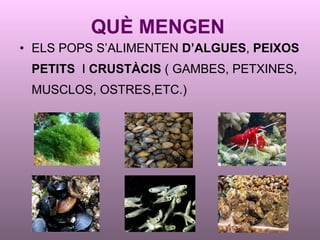 QUÈ MENGEN ELS POPS S’ALIMENTEN  D’ALGUES ,  PEIXOS PETITS  I  CRUSTÀCIS  ( GAMBES, PETXINES, MUSCLOS, OSTRES,ETC.) 
