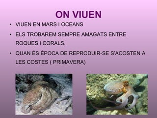ON VIUEN VIUEN EN MARS I OCEANS ELS TROBAREM SEMPRE AMAGATS ENTRE ROQUES I CORALS. QUAN ÉS ÈPOCA DE REPRODUIR-SE S’ACOSTEN A LES COSTES ( PRIMAVERA) 
