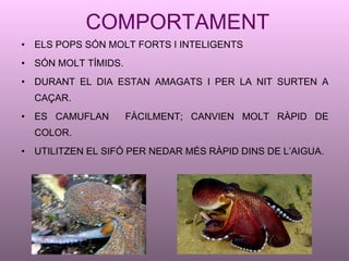 COMPORTAMENT ELS POPS SÓN MOLT FORTS I INTELIGENTS SÓN MOLT TÍMIDS. DURANT EL DIA ESTAN AMAGATS I PER LA NIT SURTEN A CAÇAR. ES CAMUFLAN  FÀCILMENT; CANVIEN MOLT RÀPID DE COLOR. UTILITZEN EL SIFÓ PER NEDAR MÉS RÀPID DINS DE L’AIGUA. 