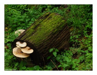 Image: Flickr / kjrob
 