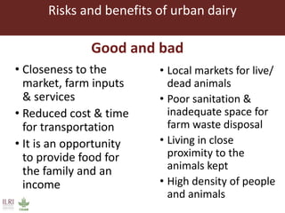 Evaluating risks in the informal milk value chain in Northeast India