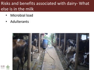 Evaluating risks in the informal milk value chain in Northeast India