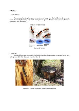 TOMCAT
1. SISTEMATIKA

       Tomcat atau kumbang Rove, semut semai semut kayap atau Charlie (Gambar 1) termasuk
dalam Famili Staphylinidae, sub famili Staphylininae, genus Metolinus dan spesies Metolinus
xizangensis atau M shanicus.




                                      Gambar 1. Tomcat


2. HABITAT
       Berada di kayu yang membusuk di balik kulit (Gambar 2), dan kadang menyerang bunga yang
sedang mekar (Gambar 3) atau di daun (Gambar 4).




                     Gambar 2. Tomcat menyerang bagian kayu yang busuk
 