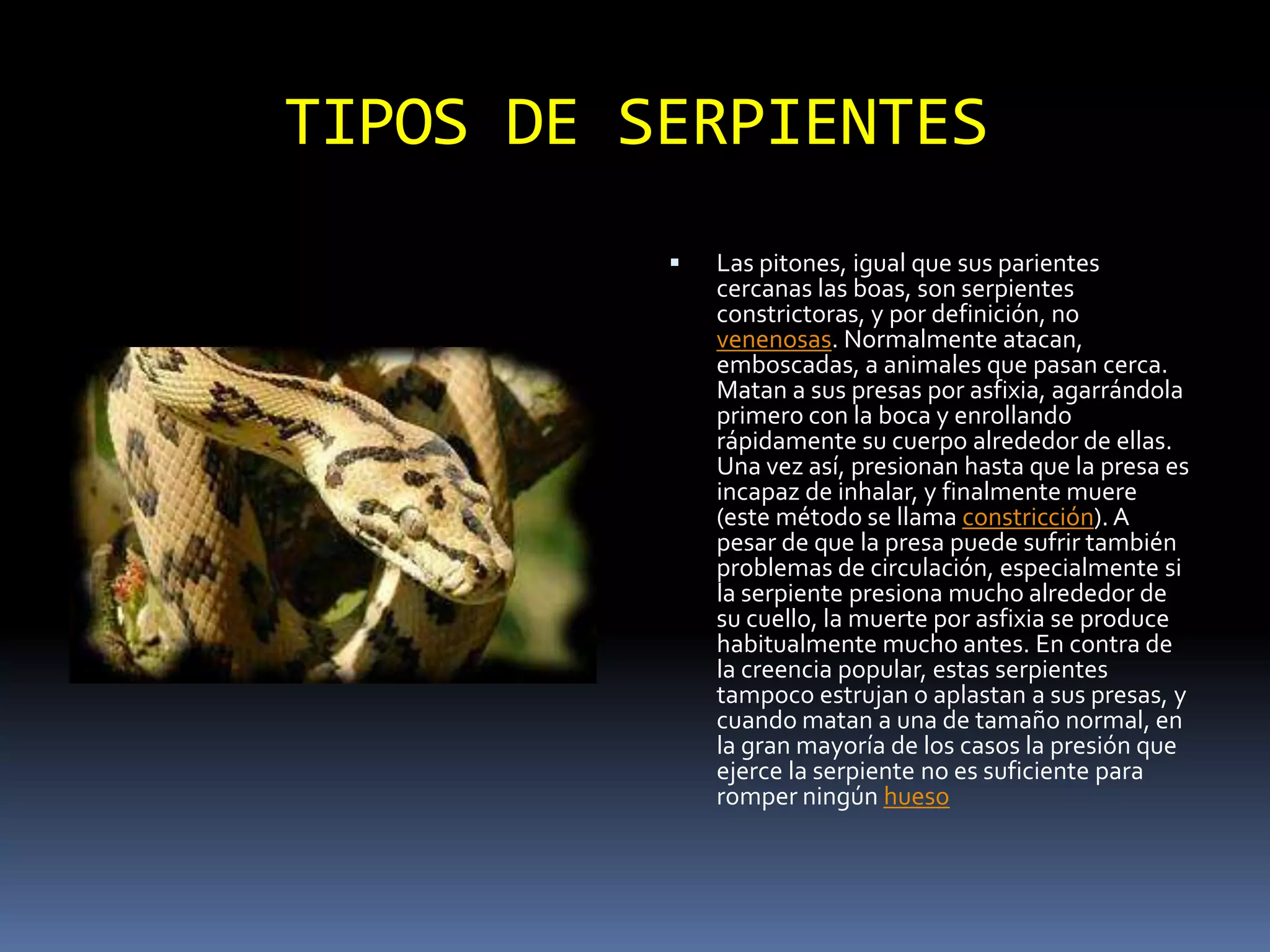 TIPOS DE SERPIENTESLas pitones, igual que sus parientes cercanas las boas, son serpientes constrictoras, y por definición, no venenosas. Normalmente atacan, emboscadas, a animales que pasan cerca. Matan a sus presas por asfixia, agarrándola primero con la boca y enrollando rápidamente su cuerpo alrededor de ellas. Una vez así, presionan hasta que la presa es incapaz de inhalar, y finalmente muere (este método se llama constricción). A pesar de que la presa puede sufrir también problemas de circulación, especialmente si la serpiente presiona mucho alrededor de su cuello, la muerte por asfixia se produce habitualmente mucho antes. En contra de la creencia popular, estas serpientes tampoco estrujan o aplastan a sus presas, y cuando matan a una de tamaño normal, en la gran mayoría de los casos la presión que ejerce la serpiente no es suficiente para romper ningún hueso