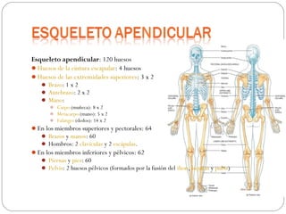 Esqueleto apendicular: 120 huesos
Huesos de la cintura escapular: 4 huesos
Huesos de las extremidades superiores: 3 x 2
    Brazo: 1 x 2
    Antebrazo: 2 x 2
    Mano:
      Carpo (muñeca): 8 x 2
      Metacarpo (mano): 5 x 2
      Falanges (dedos): 14 x 2
En los miembros superiores y pectorales: 64
    Brazos y manos: 60
    Hombros: 2 clavículas y 2 escápulas.
En los miembros inferiores y pélvicos: 62
    Piernas y pies: 60
    Pelvis: 2 huesos pélvicos (formados por la fusión del ilion, isquion y pubis)
 