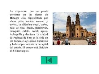 La vegetación que se puede
encontrar en las sierras de
Hidalgo está representada por
abeto, pino, encino, oyamel y
enebro; también hay copal, caoba,
palo de rosa, ébano, framboyán,
mezquite, cafeto, nopal, agave,
lechuguilla y damiana. La ciudad
de Pachuca de Soto es la sede de
los Poderes Legislativo, Ejecutivo
y Judicial por lo tanto es la capital
del estado. El estado está dividido
en 84 municipios.
 
