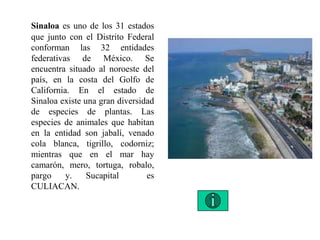 Sinaloa es uno de los 31 estados
que junto con el Distrito Federal
conforman las 32 entidades
federativas de México. Se
encuentra situado al noroeste del
país, en la costa del Golfo de
California. En el estado de
Sinaloa existe una gran diversidad
de especies de plantas. Las
especies de animales que habitan
en la entidad son jabalí, venado
cola blanca, tigrillo, codorniz;
mientras que en el mar hay
camarón, mero, tortuga, robalo,
pargo y. Sucapital es
CULIACAN.
 