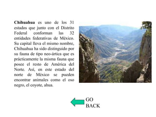 Chihuahua es uno de los 31
estados que junto con el Distrito
Federal conforman las 32
entidades federativas de México.
Su capital lleva el mismo nombre,
Chihuahua ha sido distinguido por
su fauna de tipo neo-ártica que es
prácticamente la misma fauna que
posee el resto de América del
Norte. Así, en este estado del
norte de México se pueden
encontrar animales como el oso
negro, el coyote, ahua.
GO
BACK
 