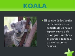   
KOALA
● El cuerpo de los koalas  
es rechoncho, esta 
cubierto de un pelaje 
espeso, suave y de 
color gris. Su cabeza 
es grande y redonda, 
y tiene las orejas 
peludas .
 