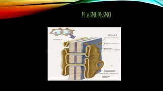 PLASMODESMO
 