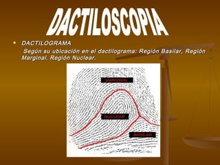  DACTILOGRAMADACTILOGRAMA
Según su ubicación en el dactilograma: Región Basilar, RegiónSegún su ubicación en el dactilograma: Región Basilar, Región
MarginalMarginal,, Región Nuclear.Región Nuclear.
 
