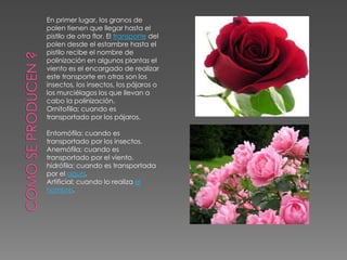 En primer lugar, los granos de 
polen tienen que llegar hasta el 
pistilo de otra flor. El transporte del 
polen desde el estambre hasta el 
pistilo recibe el nombre de 
polinización en algunos plantas el 
viento es el encargado de realizar 
este transporte en otras son los 
insectos, los insectos, los pájaros o 
los murciélagos los que llevan a 
cabo la polinización. 
Ornitofilia; cuando es 
transportado por los pájaros. 
Entomófila; cuando es 
transportado por los insectos. 
Anemófila; cuando es 
transportado por el viento. 
hidrófila; cuando es transportada 
por el agua. 
Artificial; cuando lo realiza el 
hombre. 
 