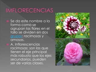  Se da este nombre a la 
forma como se 
agrupan las flores en el 
tallo se dividen en dos 
grupos: racimosas y 
amosas. 
 A. Inflorescencias 
racimosas: son las que 
tienen el eje principal 
más robusto que los ejes 
secundarios, pueden 
ser de varias clases. 
