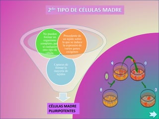 Capaces de
formar la
mayoría de
tejidos
No pueden
formar un
organismo
completo, pero
sí cualquier
otro tipo de
célula.
Procedente de
un tejido sobre
la que se induce
la expresión de
varios genes
exógenos
CÉLULAS MADRE
PLURIPOTENTES
 
