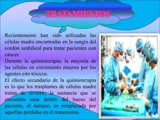 TRATAMIENTOS
Recientemente han sido utilizadas las
células madre encontradas en la sangre del
cordón umbilical para tratar pacientes con
cáncer.
Durante la quimioterapia, la mayoría de
las células en crecimiento mueren por los
agentes cito tóxicos.
El efecto secundario de la quimioterapia
es lo que los trasplantes de células madre
tratan de revertir; la sustancia que se
encuentra sana dentro del hueso del
paciente, el tuétano, es remplazada por
aquellas perdidas en el tratamiento.
 