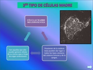 CÉLULAS MADRE
MULTIPOTENTES
Provienen de la médula
ósea pueden dar lugar a
todos los tipos celulares
del sistema inmune y de la
sangre.
Son aquellas que sólo
pueden generar células
de su misma capa o linaje
de origen embrionario