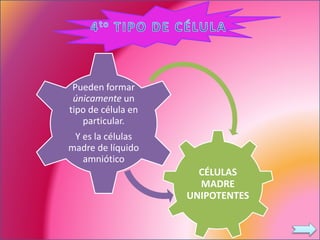 CÉLULAS
MADRE
UNIPOTENTES
Pueden formar
únicamente un
tipo de célula en
particular.
Y es la células
madre de líquido
amniótico