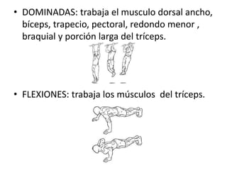 • DOMINADAS: trabaja el musculo dorsal ancho,
bíceps, trapecio, pectoral, redondo menor ,
braquial y porción larga del tríceps.
• FLEXIONES: trabaja los músculos del tríceps.
 